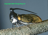 Leptobelini Yuan, 2002: _Leptobelus_. (Otu).