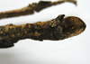 CollectionObject 1562677; a14cab9c-1ca7-4f80-8e2c-ff1d07fbb53f: copyright FRIM. female: end of abdomen, dorsal view of synonym Pharncia chiniensis (paratype). (CollectionObject).