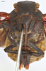 Head: !! display not done !! on Zeunasa irrorata (Blanchard, 1846): (Observation).