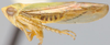 Habitus, lateral view: Gloridonus (Gloridellus) gemellus, lateral habitus (NMNH). (Observation).