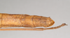 CollectionObject 1559962; NHMUK(SF IMPORT DUPLICATE) 844673, b14b42e5-343f-4133-9ebb-253ec43d2cc6: copyright Natural History Museum, London. female: end of abdomen, dorsal view of Lonchodes pfeifferae (holotype). (CollectionObject).