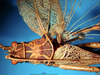 CollectionObject 1500479; 28eb1944-fbac-4585-95cf-3d9960f9e403: male head and pronotum, dorsal view (holotype). (CollectionObject).