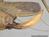 CollectionObject 2208340; MPEGMPEG 05035883, 54ca76cc-304e-48ea-832e-e9a6f5bc0905: Female, ovipositor. (CollectionObject).