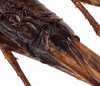 CollectionObject 1534533; ec74f7e7-3675-4fc2-ad14-1bdfdc7e5ae6: female subgenital plate (type of Cecentromenus marmoratus). (CollectionObject).