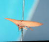 Habitus, lateral view: !! display not done !! on Bilimekia styliformis Fowler, 1895: (Observation).