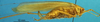 CollectionObject 1505309; b8d7e639-5214-4f6c-8fb0-b2cdf5e2fff9: female, lateral view (holotype). (CollectionObject).