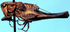 CollectionObject 1499304; f2ba2887-10d6-4082-a4be-71966691391c: male, lateral view (holotype). (CollectionObject).