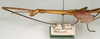 CollectionObject 1558842; NMW 772', d1ab91fc-fc78-4fd0-90c9-ac68e758e829: copyright NMW, Vienna. male: head and thorax, lateral view (syntype). (CollectionObject).