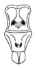 Tympanophyllum (Tympanophyllum) atroterminatum (Brunner von Wattenwyl, 1895): Pl. 1, Fig. 8. meso- and metasternum. (Otu).