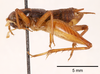 CollectionObject 1523704; 6421faa9-6fd3-46c3-a081-aed7a65a9355, ANSPType no. 5433: male, lateral view (holotype). (CollectionObject).