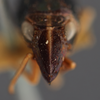 Head: !! display not done !! on Bruchomorpha nasuta Stål, 1862 now Bruchomorpha oculata Newman, 1838: (Observation).