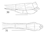 CollectionObject 1590623; 69df0881-803b-40d6-9bea-7a015f6643c1: from original publication. male (paratype). (CollectionObject).;CollectionObject 1590624; f1722d29-3a5f-4fe9-99f3-1b2e2aa2abd9: from original publication. male (paratype). (CollectionObject).