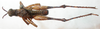 CollectionObject 1543569; f6323261-1eba-4c15-891d-0aadbbde2473: male, dorsal view (holotype). (CollectionObject).