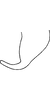 Anal tube processes on Distantasca tiaca (Dworakowska, 1994): Anal tube process. (Observation).