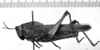 CollectionObject 1543588; 0677bf1b-85f8-43b9-8137-2b0e05090c65: Image Carbonell, C.S. female, lateral view (holotype). (CollectionObject).
