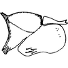 Pygofer, lateral view on Anufrievia badjawae Dworakowska, 1976: Pygofer, lateral view. (Observation).