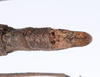 CollectionObject 1561595; 68d0547e-6685-4782-b266-e2a0e5f91570: copyright ZMUH, Hamburg. female: end of abdomen, dorsal view (syntype). (CollectionObject).