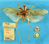 CollectionObject 1520535; a507fad0-679a-41f7-8593-51924aa56080: male, dorsal view (syntype of Tedla sellata). (CollectionObject).