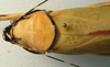CollectionObject 1516958; 52140f45-459d-4465-9738-aabf3888f5c7: female pronotum, dorsal view (holotype of Pseudophyllus pomposus). (CollectionObject).