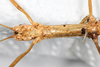 CollectionObject 1559098; NMW 218, 91e0d291-17fa-4ede-9a7d-7e8137449ae7: copyright NMW, Vienna. female head, ventral view (holotype). (CollectionObject).