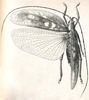 Chondrodera notatipes Karsch, 1890: Pl. III, Fig. 8. male, dorsal view. (Otu).