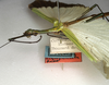 CollectionObject 1562165; NMW 1147, de120177-7f0b-495d-a7e1-ba5a6283c1e3: copyright NMW, Vienna. male: head and thorax, lateral view of Tagesoidea nigrofasciata (lectotype). (CollectionObject).