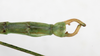 CollectionObject 1557325; NMW 657, 021f09b1-b91a-419e-8408-6361426aeb65: copyright NMW, Vienna. male: end of abdomen, lateral view (holotype), copyright NMW, Vienna. (CollectionObject).