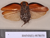 Phoraspis blanchardi Hebard, 1929: Holotype, male, ventral. BMNH(E)#878070. (Otu).