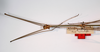 CollectionObject 1560390; 2ee610d8-3a4a-489e-b676-3d5ab6d68b82: Copyright MNCN, Madrid. male: head and thorax, dorsal view (holotype). (CollectionObject).
