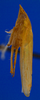 Habitus, lateral view on Carapona vulta (DeLong & Freytag, 1975): Male [DZRJ]: habitus, lateral view. (Observation).