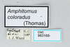 CollectionObject 2800392; 293d8e29-bfc5-461f-91b7-4ecc7f308778, CNCI 983105: Amphitomus coloradus. (CollectionObject).