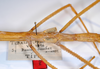 CollectionObject 1561110; 970086b2-1207-4fb3-bdca-9a1edf86cf4d: copyright MNCN, Madrid. female: mid thorax, lateral view (holotype). (CollectionObject).