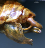 CollectionObject 1503248; 75e53c44-9a74-446f-a7ad-3179280ebb05: male cerci. (CollectionObject).