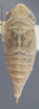 Habitus, dorsal view on Athysanella (Gladionura) adunca Ball & Beamer, 1940: Dorsal. (Observation).