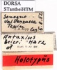 labels (holotype). Depicts CollectionObject 1530692; 79b45d45-274b-4d62-a91a-a5e1603260d9, a CollectionObject.