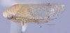 Habitus, lateral view: (Observation).