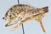 CollectionObject 2738328; 734eff2c-9d8d-4c59-a1cc-1a38998adb0d, CNCI 311943: Ceuthophilus mississippi. Lateral view. (CollectionObject).
