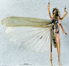 CollectionObject 1506479; 3df8eba4-a566-48bf-83f4-a60b75cc38e5: male, dorsal view. (CollectionObject).