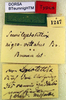 CollectionObject 1500382; 025e9185-10b5-41a8-be5d-6358d0e895cd, DORSA BTeumnigHTM: labels (holotype). (CollectionObject).