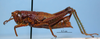 CollectionObject 1513713; MLP1155/1, 9bd3c535-4d96-423c-a97c-e09a702b3015: female, lateral view (paratype of Jivarus cerdai). (CollectionObject).