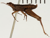 CollectionObject 1529915; NHRS NRM-ORTH 13053, 411db8bd-f5ac-4222-a188-61a5bf2b16bd: male, lateral view (lectotype). (CollectionObject).