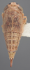 Habitus, dorsal view on Athysanella (Athysanella) cursa Blocker, 1988: Dorsal. (Observation).