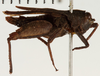 CollectionObject 1529958; 4e187848-5a8a-4da2-bb5c-93ab699069d4: female, lateral view (holotype). (CollectionObject).