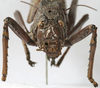 CollectionObject 1539732; a1a02b5a-639d-47c5-badd-bf1a6ee56db3: female face (holotype). (CollectionObject).
