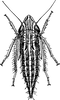 Nymph: !! display not done !! on Flexamia reflexa (Osborn & Ball, 1897): (Observation).