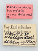 CollectionObject 1506052; c9343a30-7d1f-4c02-b7a1-36b3ed1bf615: labels (holotype of Deltonotus humilis). (CollectionObject).