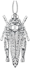 Chrotogonus (Chrotogonus) homalodemus homalodemus (Blanchard, 1836): Fig. 28.1. female habitus, dorsal view. (Otu).
