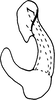 Aedeagus, lateral view: Aedeagus, lateral view. (Observation).