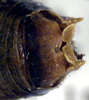 Dexerra serrata Rentz, 1985: male cerci (paratype). (Otu).