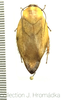 Gyna hyalina Shelford, 1909: (Otu).